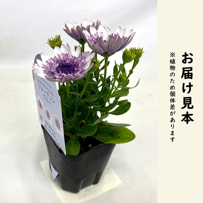 �����ƥ����ڥ�ޥ� �ե��������֥롼 9cm�ݥå� �� �����ǥ˥� �󤻿��� ������� ȭ���� �Ͽ��� �鿴�� �ϥ�����