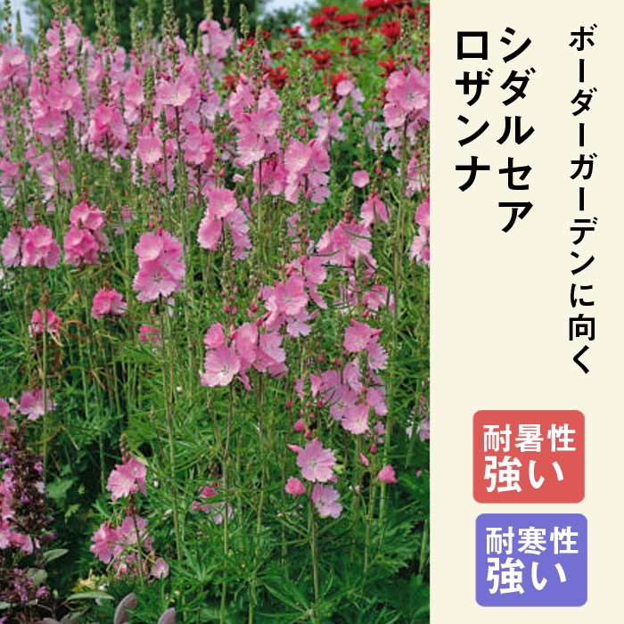 ��ͽ��۽ɺ��� �� �����륻�� ������� 9������󥰥ݥå� ���ι⤤ �ܡ����������ǥ� ����ä��󤽤� ¿ǯ�� �ڥ�˥���ڣ�������ܤ��缡ȯ����