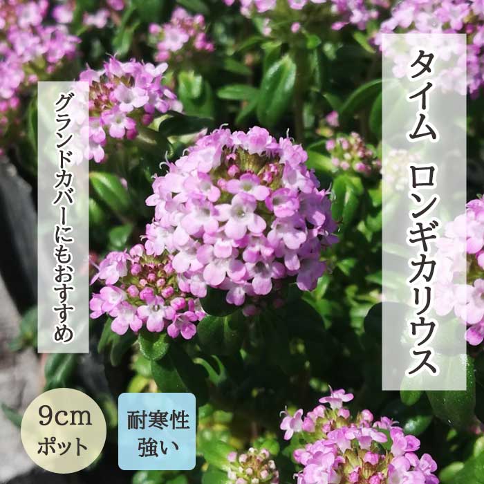 宿根草 苗 タイム ロンギカウリス 9cmポット グランドカバー 雑草