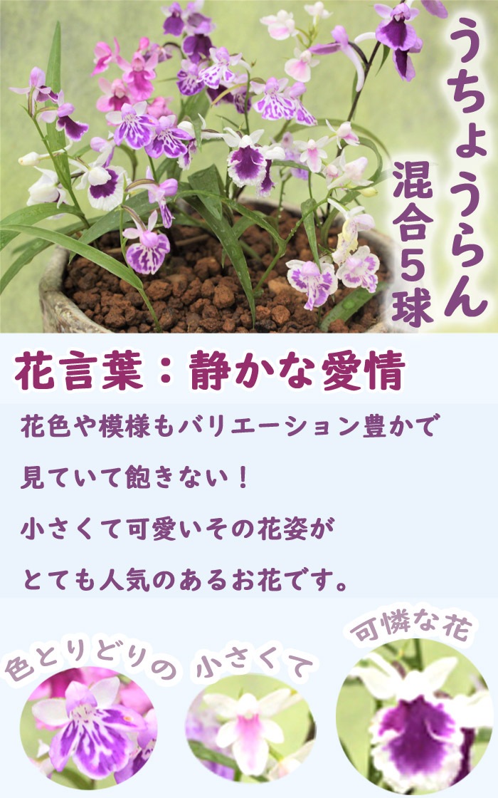 球根 うちょうらん 混合5球 ウチョウラン 羽蝶蘭 花 山野草 鉢植え 蘭 ラン 可憐 野生らん | 花の球根 | 花の大和オンラインショップ
