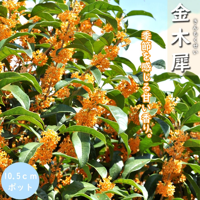 金木犀 苗木 10.5cmポット きんもくせい キンモクセイ 常緑