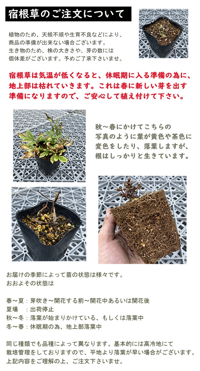 �ɺ��� �� ����ѥ˥�� �饯���ե����� ��������󥰥ݥå� ���� Ⱦ���� �������� �����ǥ� ����ä��󤽤� ¿ǯ��