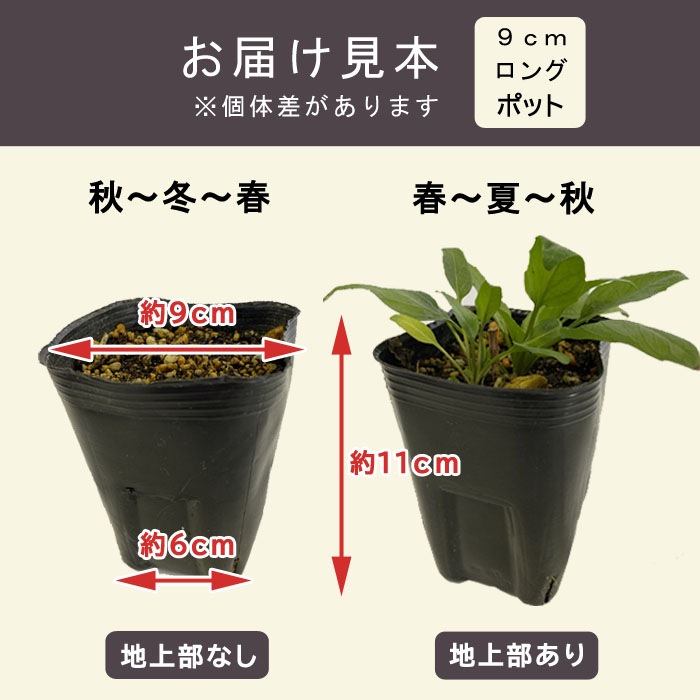 �ɺ��� �� ����ѥ˥�� �饯���ե����� ��������󥰥ݥå� ���� Ⱦ���� �������� �����ǥ� ����ä��󤽤� ¿ǯ��