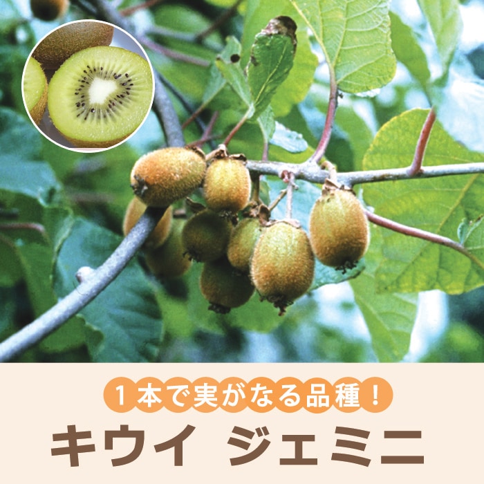 キウイの苗木購入前に自由に選択できます。4本セット Amazon.co.jp: ITANSE アップルキウイと美味しいキウイの苗木 雄