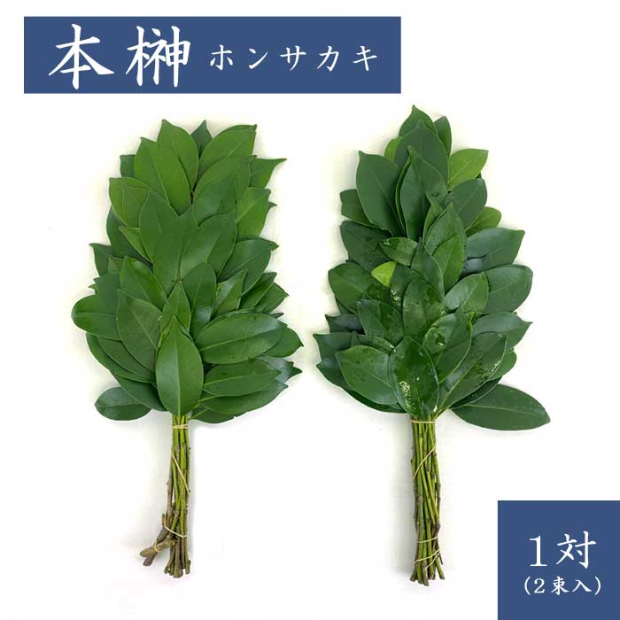 本榊 榊 本サカキ ホンサカキ 1対(2束入) 神棚 サカキ お祀り 植物 葉 中国産 | 仏花,仏花(生花) | 花の大和オンラインショップ