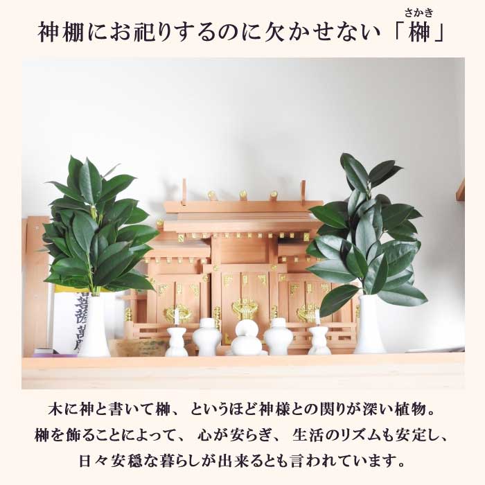 本榊 榊 本サカキ ホンサカキ 1対(2束入) 神棚 サカキ お祀り 植物 葉 中国産 | 仏花,仏花(生花) | 花の大和オンラインショップ