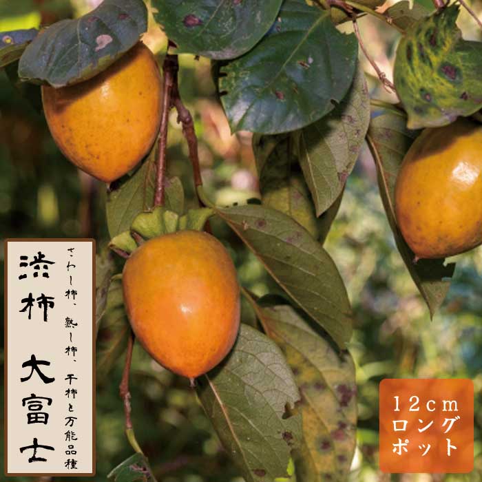 �³� �� ���ٻΡʤ����դ��� �̼� ���� ���� �� 12������󥰥ݥå� �����³� ����̵�� �������� ���� ���� ��