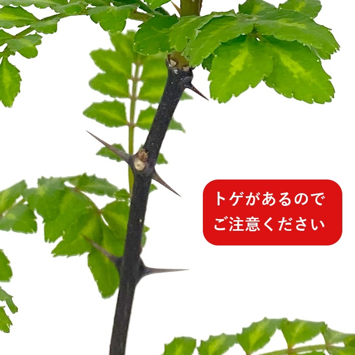 �ջ�ܥ �� 9cm���󥰥ݥå� �֤ɤ���ܥ  �ϡ��� ˧�� ���󤷤礦 ��ܥ ���󥷥祦 �ڤβ� �ϥ�����