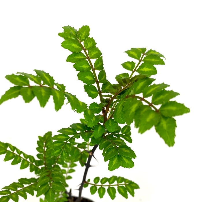 �ջ�ܥ �� 9cm���󥰥ݥå� �֤ɤ���ܥ  �ϡ��� ˧�� ���󤷤礦 ��ܥ ���󥷥祦 �ڤβ� �ϥ�����