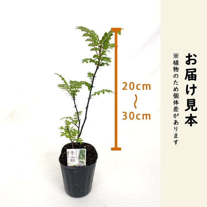 �ջ�ܥ �� 9cm���󥰥ݥå� �֤ɤ���ܥ  �ϡ��� ˧�� ���󤷤礦 ��ܥ ���󥷥祦 �ڤβ� �ϥ�����