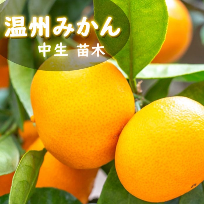 みかん 苗木 みはや 温州みかん 3年生接木大苗 産地で剪定済 1.0