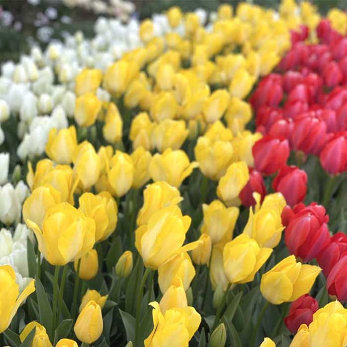 ����̵�� ��ʡȢ 2026 �۹��30���Ϥ��� ���塼��å� �庬 �˽պ餭�庬���դ��� ���㤤�� �������� ʡ�� ���̸��� �֤�����