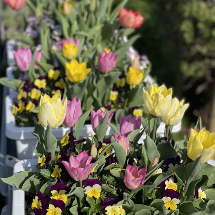 ����̵�� ��ʡȢ 2026 �۹��30���Ϥ��� ���塼��å� �庬 �˽պ餭�庬���դ��� ���㤤�� �������� ʡ�� ���̸��� �֤�����