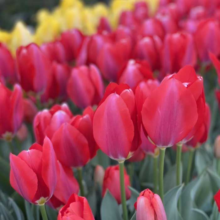 ����̵�� ��ʡȢ 2026 �۹��30���Ϥ��� ���塼��å� �庬 �˽պ餭�庬���դ��� ���㤤�� �������� ʡ�� ���̸��� �֤�����