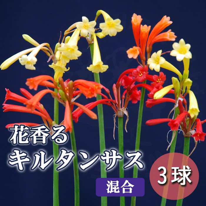 キルタンサスオレンジ大小100球