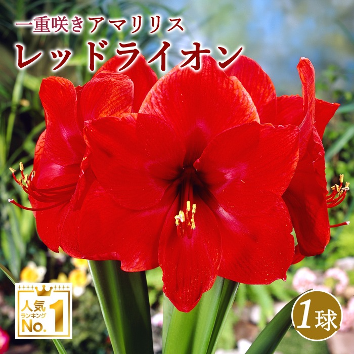 球根 春植え 一重咲き アマリリス レッドライオン １球 鉢植え 地植え 花壇 花の球根 春夏に植える球根 花の大和オンラインショップ
