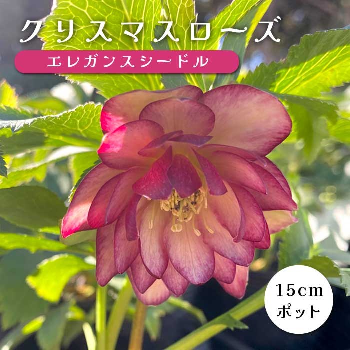 クリスマスローズ 苗 エレガンスシードル メリクロン苗 15cmポット