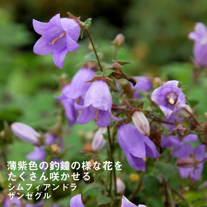 ムラサキセンブリ苗木 ムラサキセンブリ苗木 ムラサキセンブリ - 野山