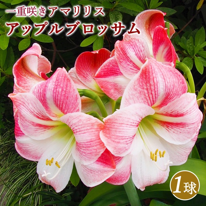 球根 春植え 一重咲き アマリリス アップルブロッサム １球 鉢植え 地植え 花壇 花の球根 春夏に植える球根 花の大和オンラインショップ