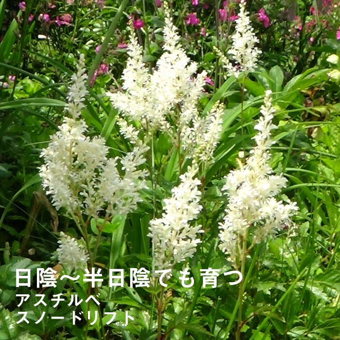 宿根草 苗 アスチルベ スノードリフト ９ｃｍロングポット 日陰 半日陰 シェードガーデン 宿根草 花の大和オンラインショップ
