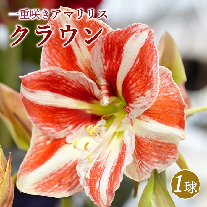 アマリリス 球根 巨大輪 一重咲き 【 クラウン 】1球 鉢植え 地