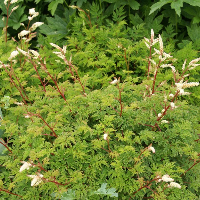 ��ͽ��۽ɺ��� �� ����󥯥� ���������ե��ꥦ�� 9������󥰥ݥå� ���� Ⱦ���� �������ɥ����ǥ� ����ä��󤽤��ڣ����Ⱦ���缡ȯ����