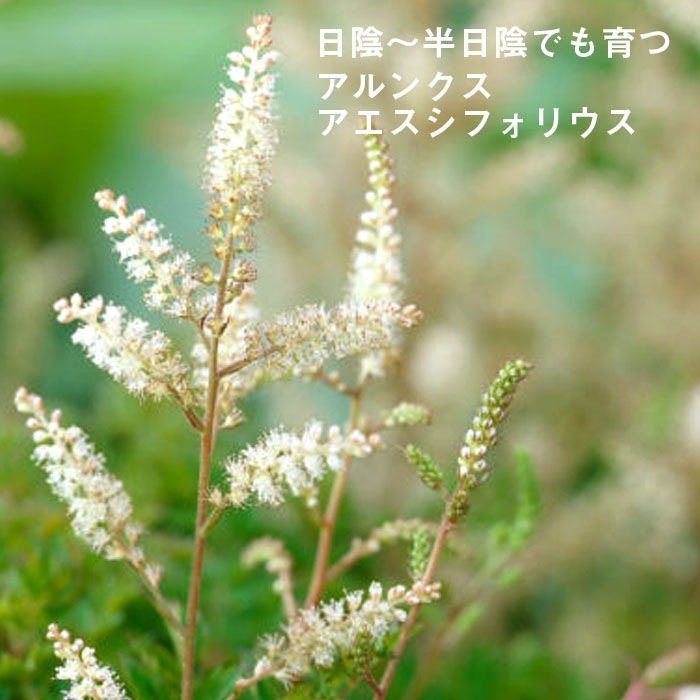 ��ͽ��۽ɺ��� �� ����󥯥� ���������ե��ꥦ�� 9������󥰥ݥå� ���� Ⱦ���� �������ɥ����ǥ� ����ä��󤽤��ڣ����Ⱦ���缡ȯ����