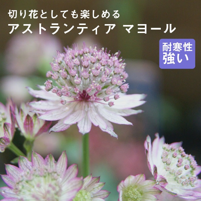 宿根草 苗 アストランティア マヨール ９ｃｍロングポット 切り花向け アストランチア 予約商品 早割価格 １０月後半より順次発送 すべての商品 花の大和オンラインショップ