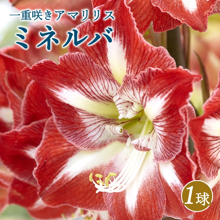 球根 春植え 一重咲き アマリリス ミネルバ １球 鉢植え 地植え 花壇 花の球根 春夏に植える球根 花の大和オンラインショップ