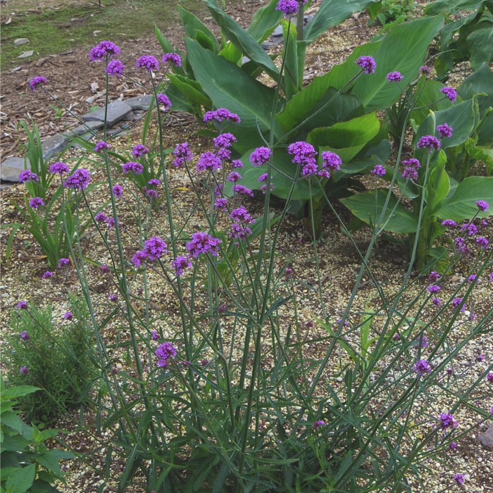 ͽ۽ɺ  С٥ ܥʥꥨ󥷥 9󥰥ݥå ι⤤ ܡ ǥ ä󤽤 ¿ǯ ڣ沼ܤ缡ȯ