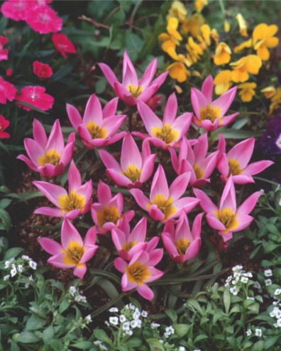 球根 植えっぱなし 秋植え ミニ チューリップ プルケラフミリス 7球 毎年花が咲く 予約商品 早割価格 10月後半より順次発送 花の球根 秋冬に植える球根 花の大和オンラインショップ 球根 植えっぱなし 秋植え ミニ チューリップ プルケラフミリス 7球 毎年花が咲く 予約商品 早割価格 10月後半より順次発送 花の球根 秋冬に植える球根 花の大和オンラインショップ