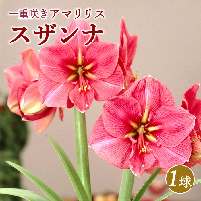 球根 春植え 一重咲き アマリリス スザンナ １球 鉢植え 地植え 花壇 花の球根 春夏に植える球根 花の大和オンラインショップ