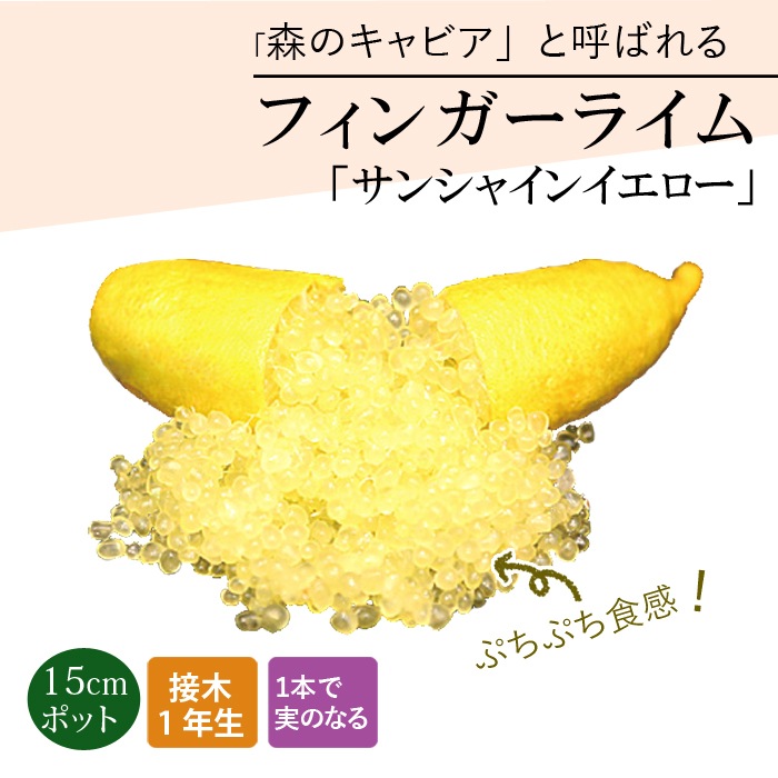 フィンガーライム 苗木 サンシャインイエロー 15cm鉢 柑橘
