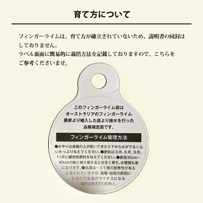 �ե��󥬡��饤�� ���� ���󥷥㥤�󥤥����� 15���ȭ ���� ������ ���ȷ���� ���� ����ӥ��饤�� �ե��󥬡��饤�ॸ��ѥ� 1ǯ���� ����̵��