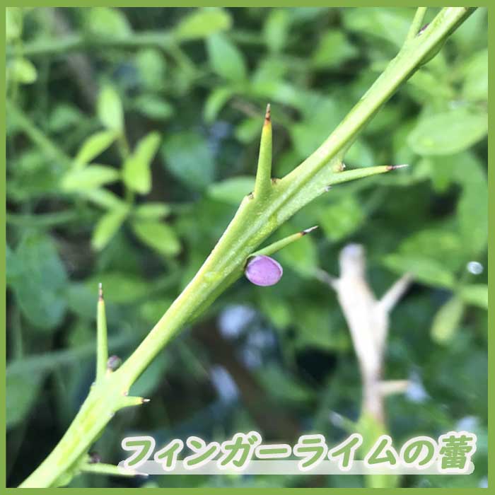 �ե��󥬡��饤�� ���� ���󥷥㥤�󥤥����� 15���ȭ ���� ������ ���ȷ���� ���� ����ӥ��饤�� �ե��󥬡��饤�ॸ��ѥ� 1ǯ���� ����̵��