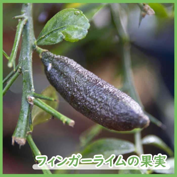 �ե��󥬡��饤�� ���� ���󥷥㥤�󥤥����� 15���ȭ ���� ������ ���ȷ���� ���� ����ӥ��饤�� �ե��󥬡��饤�ॸ��ѥ� 1ǯ���� ����̵��