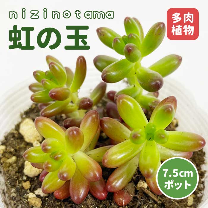 小さな多肉 虹の玉 苗 7.5cmポット ニジノタマ セダム 寄せ植え 多肉