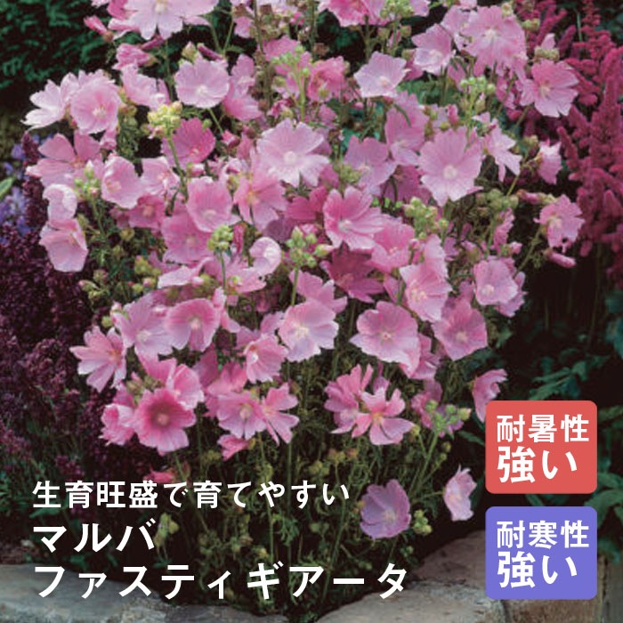 ��ͽ��۽ɺ��� �� �ޥ�� �ե����ƥ��������� 9������󥰥ݥå� ���ι⤤ �ܡ����� �����ǥ� ����ä��󤽤� ¿ǯ�� �ڣ����Ⱦ���缡ȯ����