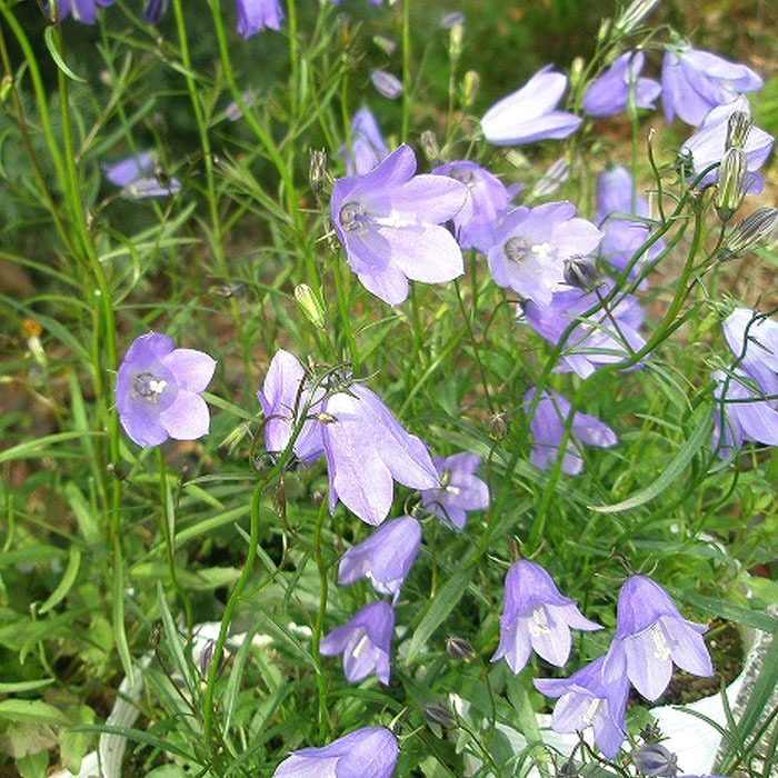 ͽ۽ɺ  ѥ˥ ĥǥեꥢ֥롼 9󥰥ݥå  Ⱦ  ǥڣ沼ܤ缡ȯ