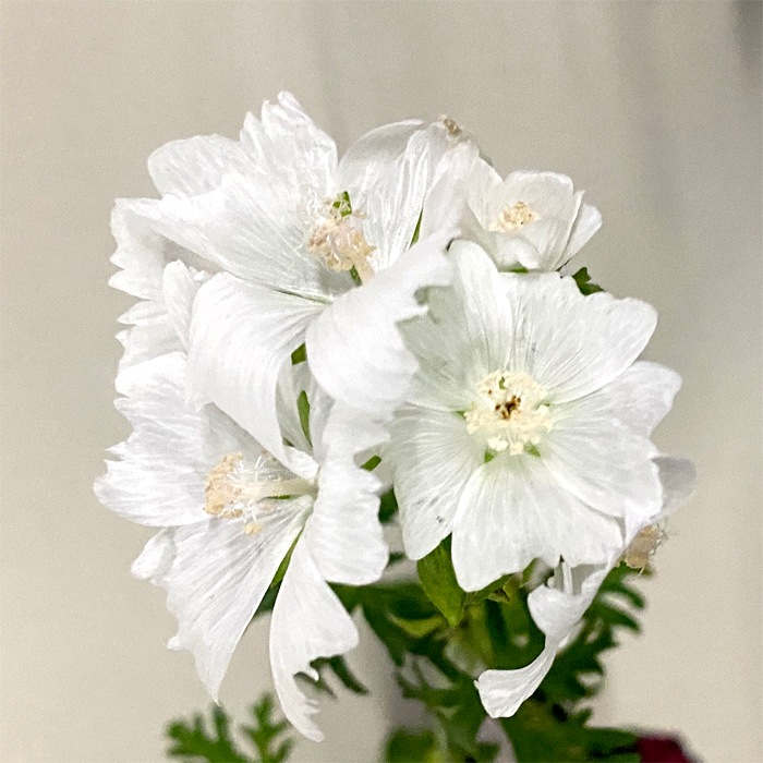 ��ͽ��۽ɺ��� �� �ޥ�� �⥹����������� 9������󥰥ݥå� ���ι⤤ �ܡ����� �����ǥ� ����ä��󤽤� ¿ǯ�� �ڣ����Ⱦ���缡ȯ����