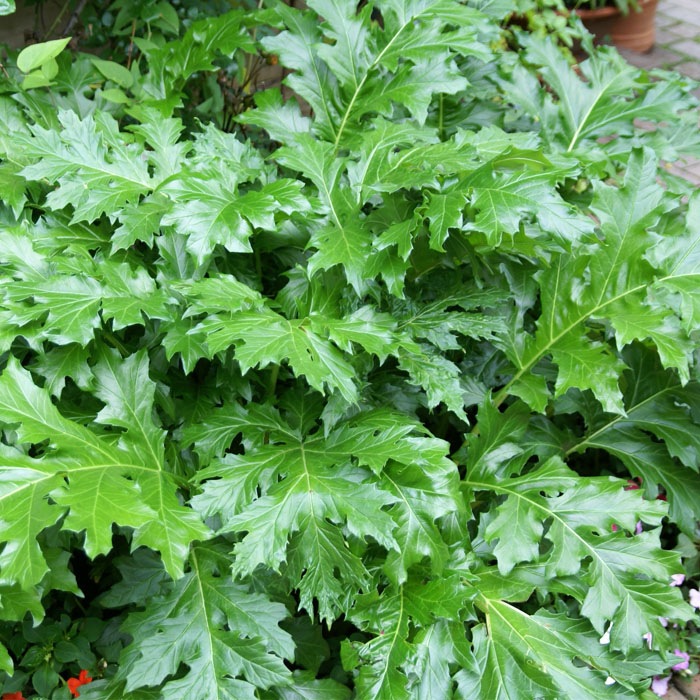 ͽ۽ɺ  󥵥 ꥹ 9󥰥ݥå ι⤤ ܡ ǥ ä󤽤 ¿ǯ ڥ˥ڣ沼ܤ缡ȯ