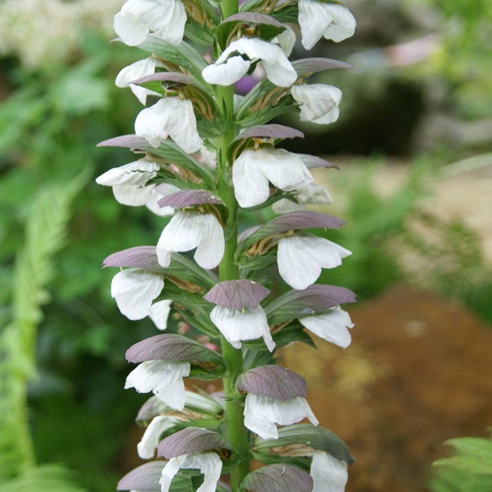 ͽ۽ɺ  󥵥 ꥹ 9󥰥ݥå ι⤤ ܡ ǥ ä󤽤 ¿ǯ ڥ˥ڣ沼ܤ缡ȯ