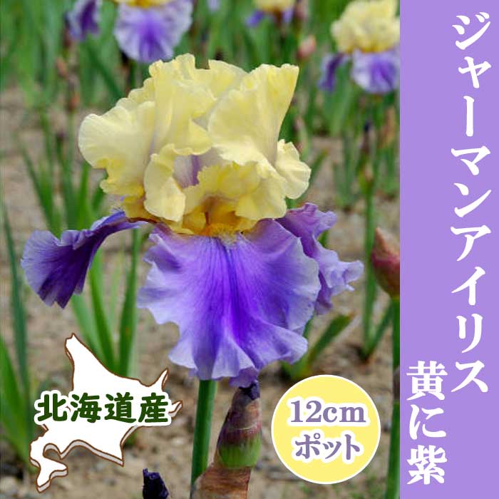 予約】ジャーマンアイリス ポット植え 【 黄に紫系 】 12cm