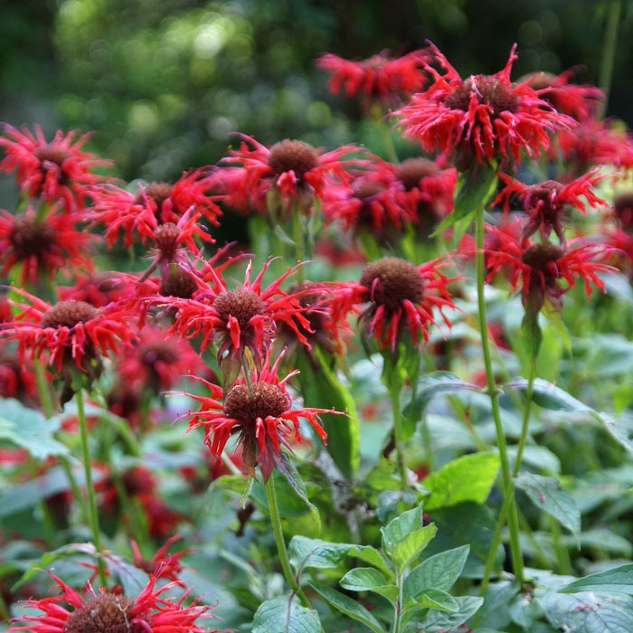 ��ͽ��۽ɺ��� �� ��ʥ�� �����ǥ�ӥ塼��������å� 9������󥰥ݥå� ���ι⤤ �ܡ����� �����ǥ� ¿ǯ�� �ڣ����Ⱦ���缡ȯ����