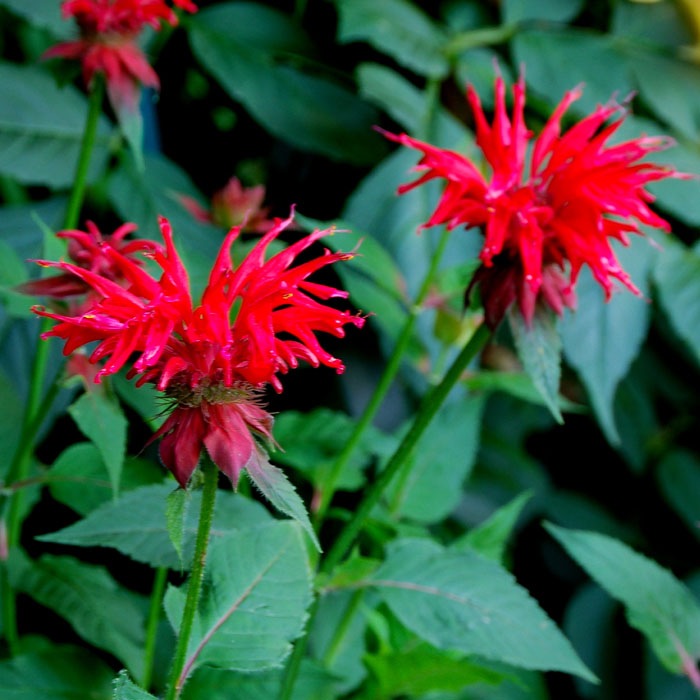 ��ͽ��۽ɺ��� �� ��ʥ�� �����ǥ�ӥ塼��������å� 9������󥰥ݥå� ���ι⤤ �ܡ����� �����ǥ� ¿ǯ�� �ڣ����Ⱦ���缡ȯ����