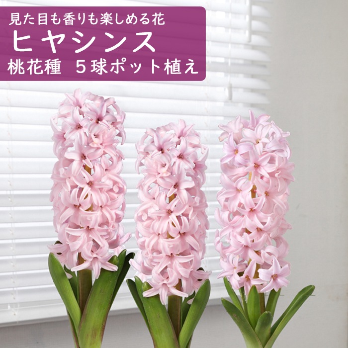 ヒヤシンス ポット植え 桃 花種 もも ピンク ５球 １５ｃｍポット 花苗 芽出し 苗 球根苗 園芸 ガーデニング 栽培 草花の苗 花の大和オンラインショップ