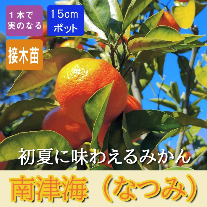 みかん 苗木 南津海（なつみ） 柑橘 15cmポット 接木 自家結実