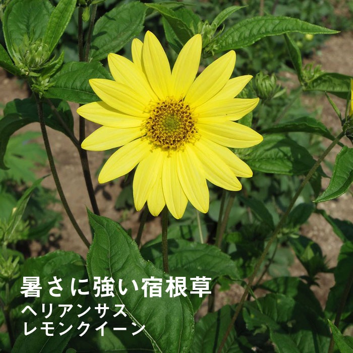 宿根草 苗 ヘリアンサス レモンクイーン 暑さに強い 9cmロング