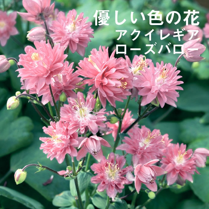 ��ͽ��۽ɺ��� �� �������쥮�� �������Х��� 9������󥰥ݥå� �ڤ�ָ��� ����ä��󤽤� ¿ǯ�� �ڥ�˥���ڣ�������ܤ��缡ȯ����