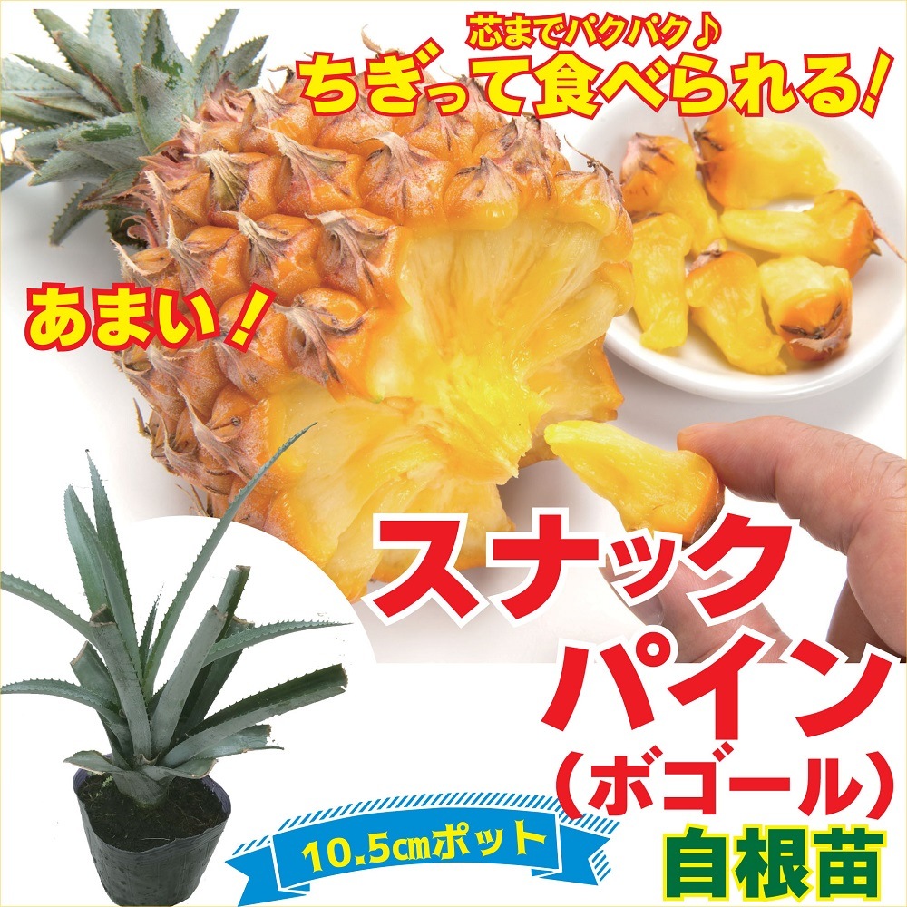 スナックパイン 苗 10 5ｃｍポット 観葉植物 インテリア 熱帯植物 トロピカルフルーツ 果樹 果樹苗 ヘルシーおやつ 南国フルーツ 芯までパクパク ちぎって食べられる スナック感覚のパイナップル すべての商品 花の大和オンラインショップ